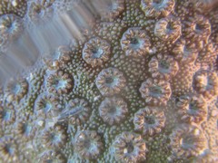 Cyphastrea chalcidicum