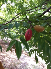 Libidibia monosperma