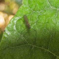Amphineurus