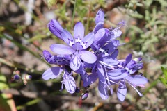 Codonorhiza elandsmontana