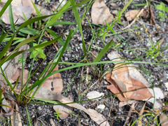 Caesia parviflora parviflora