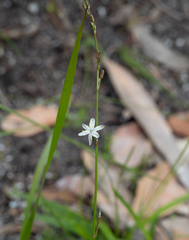 Caesia parviflora parviflora