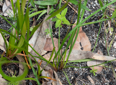 Caesia parviflora parviflora