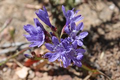 Codonorhiza elandsmontana