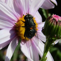 Helophilus hochstetteri