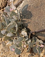 Atriplex argentea