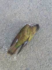 Chrysococcyx lucidus lucidus