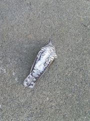 Chrysococcyx lucidus lucidus