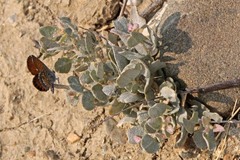 Atriplex argentea
