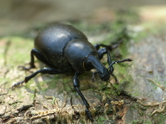 Liparus dirus