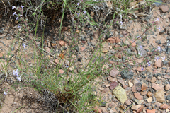 Ipomopsis multiflora