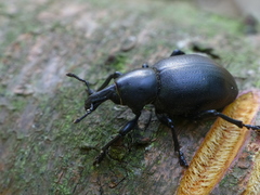 Liparus dirus