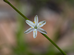 Caesia parviflora parviflora