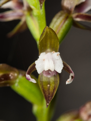 Prasophyllum brevilabre