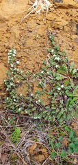 Pimelea carnosa