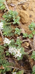 Pimelea carnosa