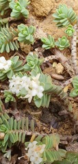 Pimelea carnosa