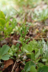 Cardamine resedifolia