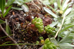 Sedum alpestre
