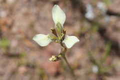 Moraea tricuspidata