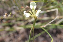 Moraea tricuspidata