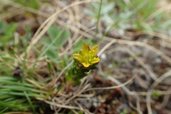 Sedum alpestre