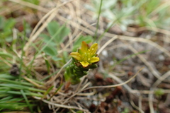 Sedum alpestre