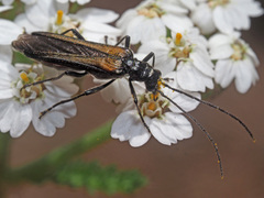 Oedemera pthysica