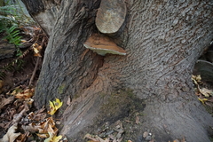 Ganoderma applanatum
