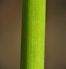 Juncus continuus