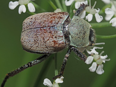 Hoplia argentea