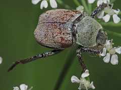 Hoplia argentea