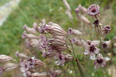 Silene ciliata