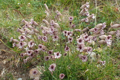 Silene ciliata