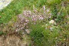 Silene ciliata