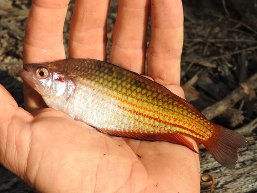 Crimsonspotted rainbowfish (Melanotaenia duboulayi) — Melanotaeniidae — 2