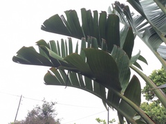 Image of Strelitzia nicolai