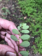 Phyllanthus caroliniensis