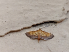 Syngamia latimarginalis