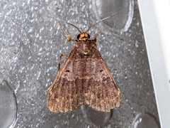 Hydrillodes hemusalis