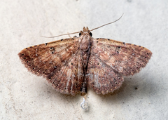 Cerynea punctilinealis