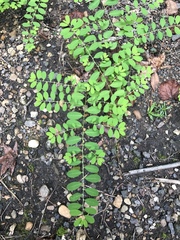 Phyllanthus caroliniensis