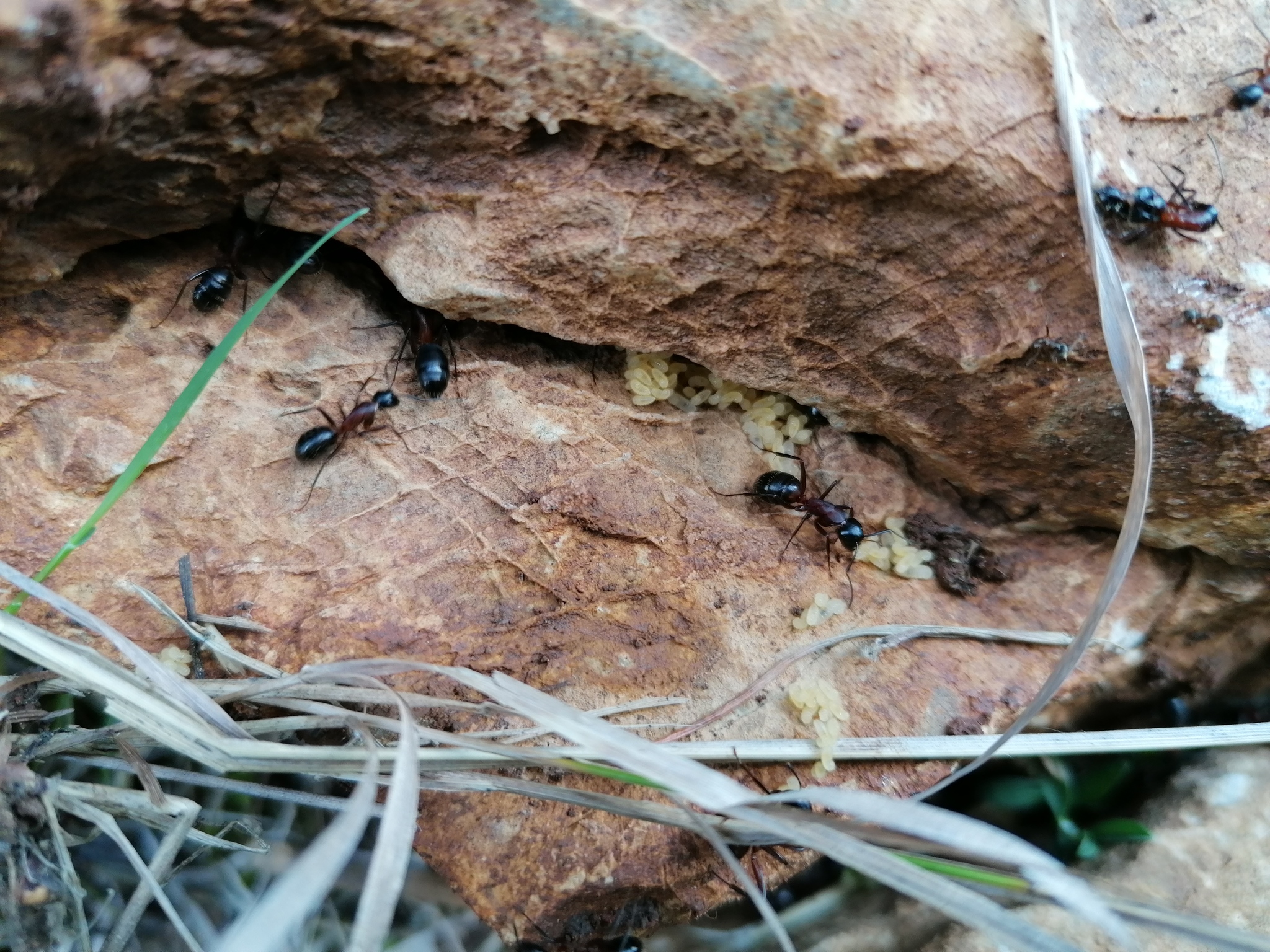 Camponotus ligniperda
