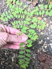 Phyllanthus caroliniensis