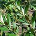 African Olive - Photo (c) Forest & Kim Starr, some rights reserved (CC BY)