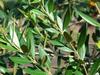 African Olive - Photo (c) Forest & Kim Starr, some rights reserved (CC BY)