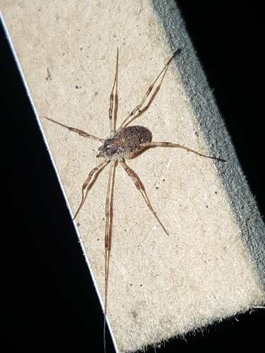 Paroligolophus agrestis photo 6