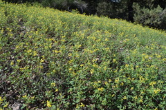 Melilotus neapolitanus