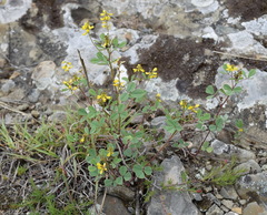 Melilotus neapolitanus