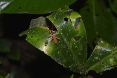 Novantinoe
